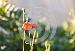 Wild poppy flower, Red poppy flowers against the sky. Shallow depth of field, Beautiful background of summer red poppies flower fi