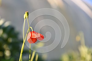 Wild poppy flower, Red poppy flowers against the sky. Shallow depth of field, Beautiful background of summer red poppies flower fi