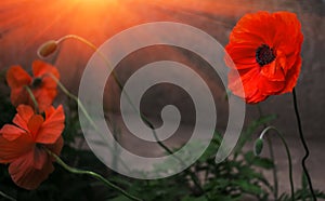 Wild poppy flower in the sun. remembrance.