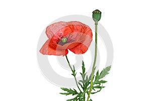 Wild poppy flower on white background