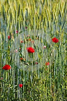 Wild poppy flowers