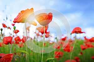 Wild poppy flowers on blue sky background.