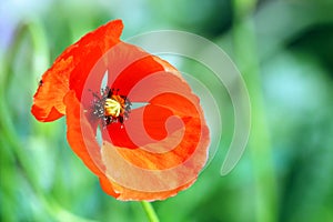 Wild poppy. Green bokeh background.