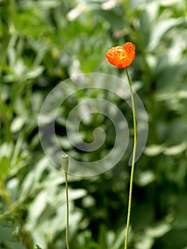 Wild poppy on green bokeh background