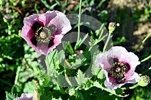 Wild poppy mauve