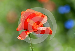 wild poppy in the meadows in spring