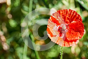 Wild poppy Papaver rhoeas blooms in summer