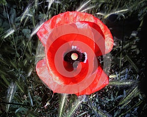 Single poppy