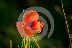 Wild poppy