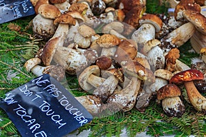 Wild porcini at the farmers market in Nice France