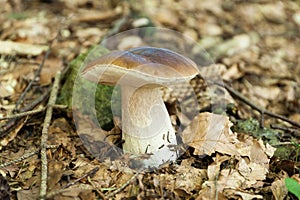 Wild porcini mushroom, wood autumn delicious brown boletus. Wild penny bun, cep, porcino