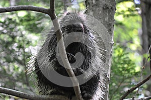 Wild porcupine