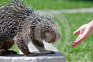 Wild Porcupine Eating photo