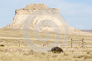 Wild Porcupine in Pawnee Buttes Colorado