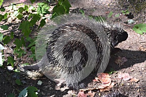 Wild porcupine with large quills covering its body