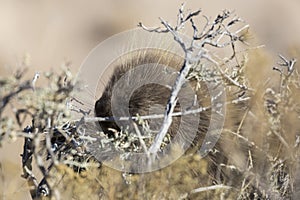 Wild Porcupine in Pawnee Buttes Colorado