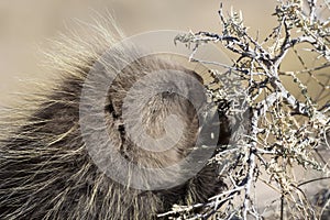 Wild Porcupine in Pawnee Buttes Colorado