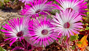 Wild Portulaca Flowers of South Africa