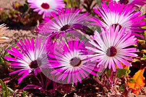 Wild Portulaca Flowers of South Africa