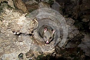 Wild Possum