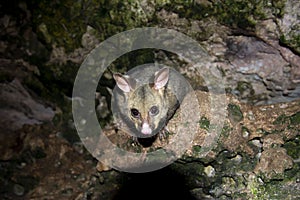 Wild Possum