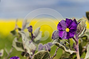 Wild Potato Bush - Wildflowers, Solanum quadriloculatum, Western Australia