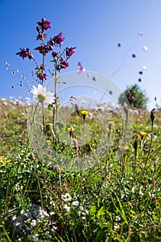 Wild Prairie Flowers in Green Grass Field with Blue Sky