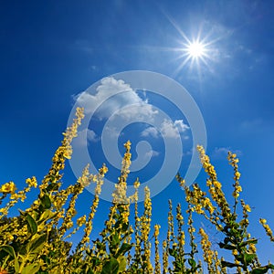 Wild prairie flowers in light of sparkle sun