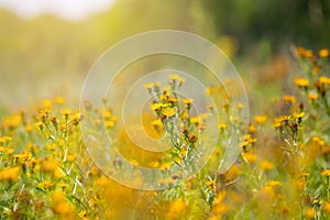 wild prairie flowers in a light of sun