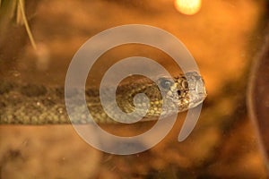 Wild Prairie Rattler Snake With Its Head Raised