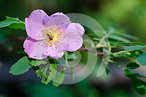 Wild prairie rose with insects collecting pollen