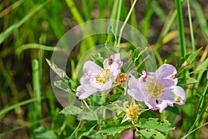 Wild prairie rose - Rosa arkansana