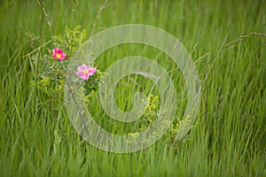 Wild prairie rose (Rosa arkansana)