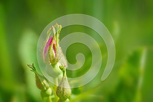 Wild prairie rosebuds - Rosa arkansana