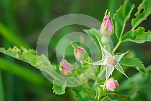 Wild prairie rosebuds - Rosa arkansana photo