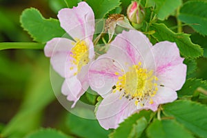 Wild prairie roses - Rosa arkansana photo