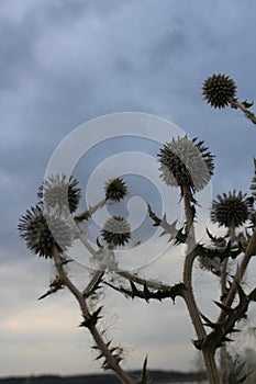 Wild and prickly impatiens - flowers of a thistle