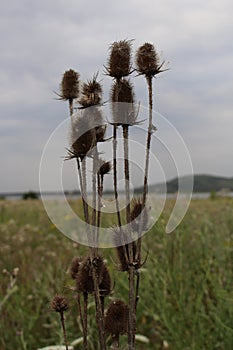 Wild and prickly impatiens - flowers of a thistle