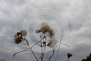 Wild and prickly impatiens - flowers of a thistle