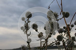 Wild and prickly impatiens - flowers of a thistle