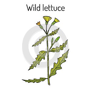 Wild, or prickly lettuce Lactuca serriola , medicinal plant photo