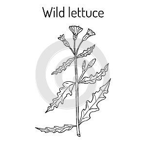 Wild, or prickly lettuce Lactuca serriola , medicinal plant photo