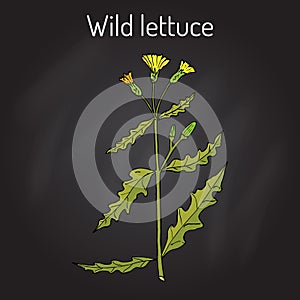 Wild, or prickly lettuce Lactuca serriola , medicinal plant photo