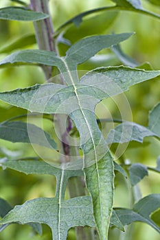 Wild Prickly Lettuce Leaves- Lactuca scariola photo