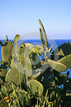 Wild prickly pear plant