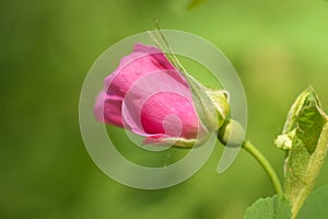 Wild Prickly Rose - Rosa acicularis - Emergence