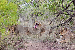 Wild Pride of lions in national Kruger Park in UAR