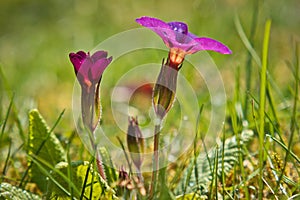 Wild Primrose as messanger of the spring time photo