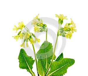 Wild primroses