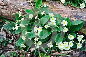 Wild Primroses in forest